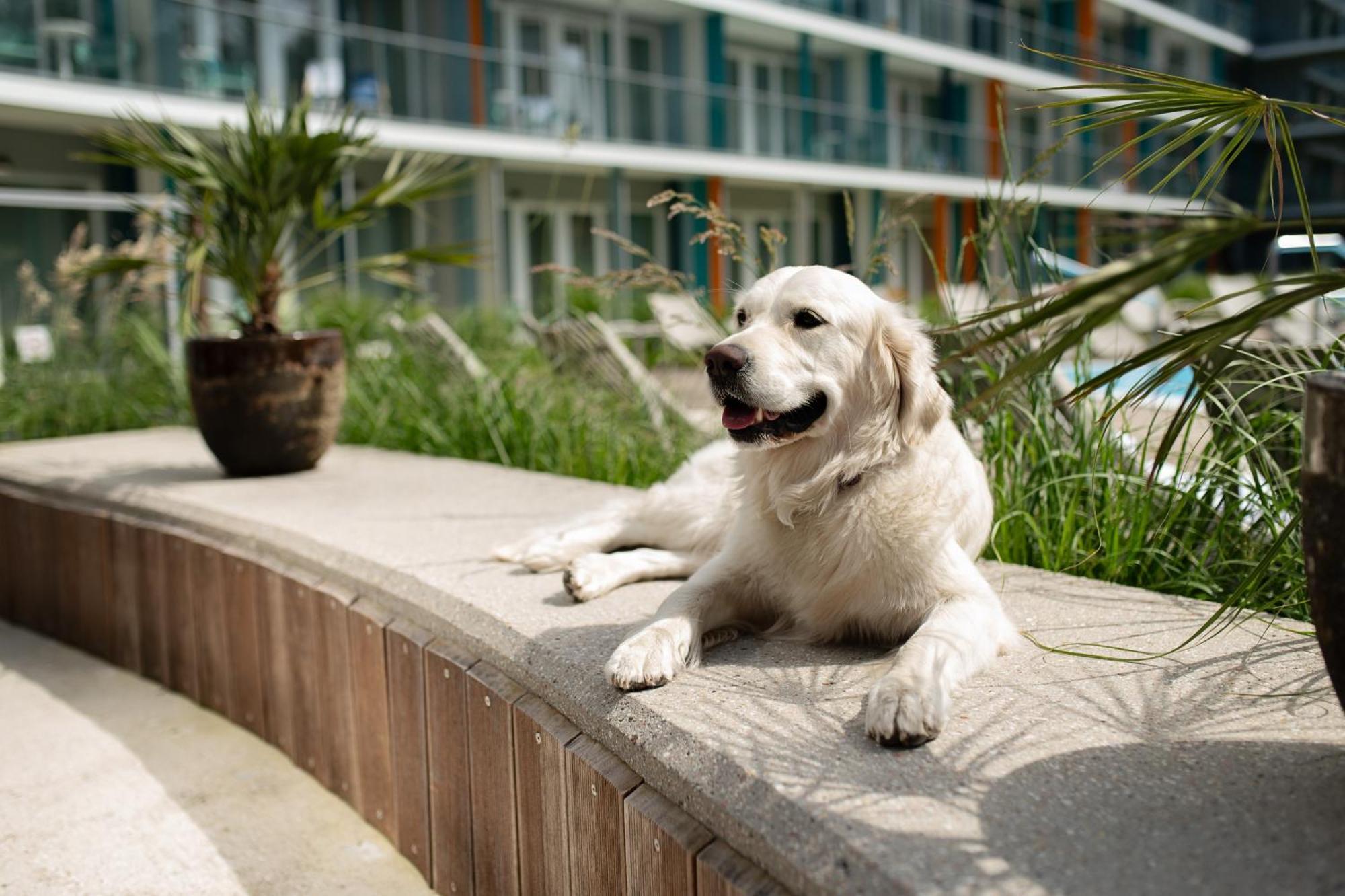 Hotel Linea Mare Pobierowo Exterior photo A Golden Retriever